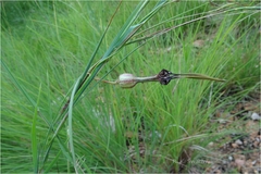 Ceropegia pullaiahii